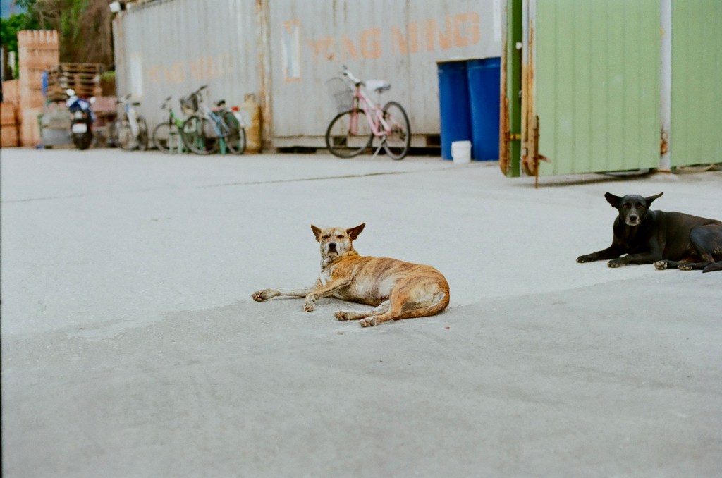 two dogs lounging on the concrete
